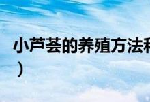 小蘆薈的養(yǎng)殖方法和注意事項(xiàng)（怎么養(yǎng)小蘆薈）