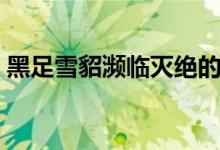 黑足雪貂瀕臨滅絕的原因（黑足雪貂的特點）