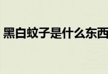 黑白蚊子是什么東西（黑白蚊子是什么品種）