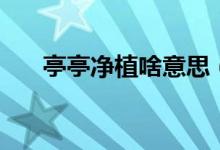 亭亭凈植啥意思（亭亭凈植植的意思）