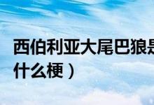 西伯利亞大尾巴狼是誰（西伯利亞大尾巴狼是什么梗）