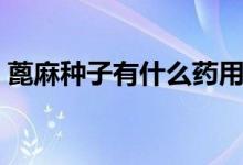 蓖麻種子有什么藥用價(jià)值（蓖麻種子有毒嗎）