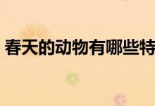 春天的動物有哪些特點（春天的動物有哪些）