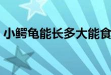 小鱷龜能長多大能食用不（小鱷龜能長多大）