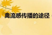 禽流感傳播的途徑（禽流感是如何傳染的）