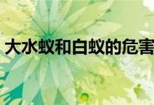 大水蟻和白蟻的危害（大水蟻和白蟻的區(qū)別）