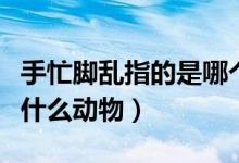 手忙腳亂指的是哪個(gè)動(dòng)物（手忙腳亂逃無蹤是什么動(dòng)物）