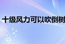 十級風(fēng)力可以吹倒樹木嗎（十級風(fēng)力有多大）