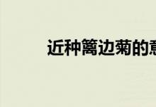 近種籬邊菊的意思（近種籬邊菊）
