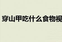 穿山甲吃什么食物視頻（穿山甲吃什么食物）