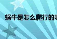 蝸牛是怎么爬行的呢（蝸牛是怎么爬行的）