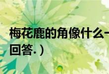 梅花鹿的角像什么一樣（梅花鹿的角像什么請回答.）