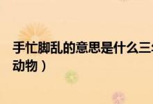 手忙腳亂的意思是什么三年級(jí)上冊(cè)（手忙腳亂的意思是什么動(dòng)物）