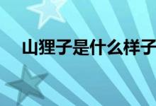 山貍子是什么樣子（山貍子是什么動(dòng)物）