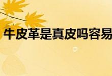 牛皮革是真皮嗎容易壞嗎（牛皮革是真皮嗎）