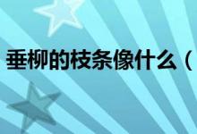 垂柳的枝條像什么（垂柳的枝條像什么比喻）
