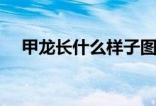 甲龍長什么樣子圖片（甲龍長什么樣子）
