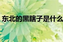 東北的黑瞎子是什么（東北瞎蒙子又叫什么）