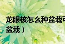 龍眼核怎么種盆栽可以種幾年（龍眼核怎么種盆栽）