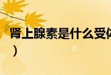 腎上腺素是什么受體激動(dòng)劑（腎上腺素是什么）