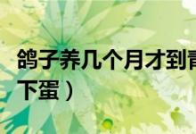 鴿子養(yǎng)幾個(gè)月才到青年期(鴿子養(yǎng)幾個(gè)月才會(huì)下蛋)