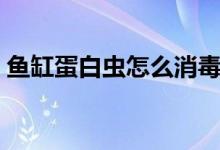 魚缸蛋白蟲怎么消毒（魚缸蛋白蟲怎么清除）