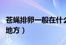 蒼蠅排卵一般在什么地方（蒼蠅卵一般在什么地方）