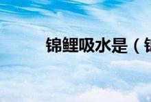 錦鯉吸水是（錦鯉吸水什么意思）