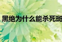 黑絕為什么能殺死斑（黑絕為什么能殺死斑）