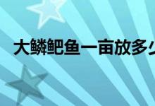 大鱗鲃魚一畝放多少尾（大鱗鲃魚好吃嗎）