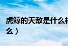 虎鯨的天敵是什么樣的動(dòng)物（虎鯨的天敵是什么）