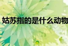 姑蘇指的是什么動物（姑蘇指的是什么城市）