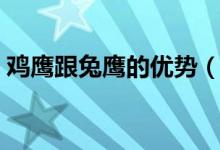 雞鷹跟兔鷹的優(yōu)勢（兔鷹和蒼鷹有什么區(qū)別）