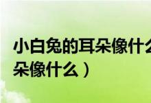 小白兔的耳朵像什么似的豎著的（小白兔的耳朵像什么）