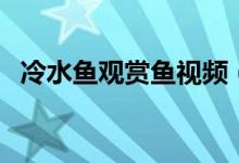 冷水魚觀賞魚視頻（冷水魚觀賞魚有哪些）