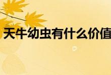 天牛幼蟲有什么價值（天牛幼蟲有什么能力）