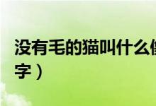 沒(méi)有毛的貓叫什么像豬（沒(méi)有毛的貓叫什么名字）