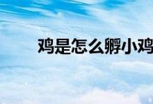 雞是怎么孵小雞的（雞是怎么叫的）