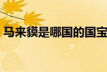 馬來(lái)貘是哪國(guó)的國(guó)寶（馬來(lái)貘是哪國(guó)的國(guó)寶）