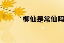 柳仙是常仙嗎（柳仙是什么仙）