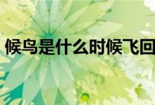 候鳥(niǎo)是什么時(shí)候飛回北方（候鳥(niǎo)是什么意思）