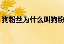 狗粉絲為什么叫狗粉絲（狗粉絲是什么群體）