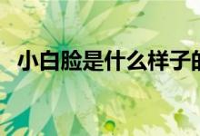 小白臉是什么樣子的（小白臉是什么意思）