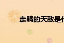 走鵑的天敵是什么（走鵑的特點）