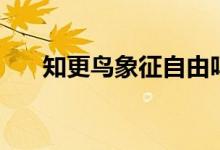 知更鳥(niǎo)象征自由嗎（知更鳥(niǎo)象征什么）