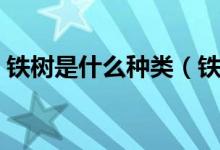 鐵樹是什么種類（鐵樹和紅鐵樹有什么區(qū)別）