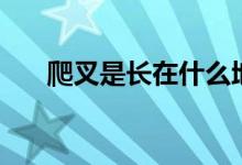 爬叉是長在什么地方（爬叉是什么菜）