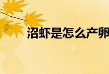 沼蝦是怎么產(chǎn)卵的（沼蝦是什么蝦）