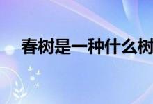 春樹是一種什么樹（春樹是一種什么樹）