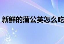 新鮮的蒲公英怎么吃（新鮮的蒲公英怎么吃）